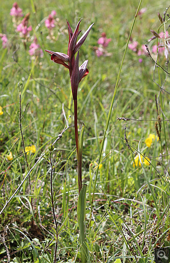 Serapias bergonii, Rionero Sannitico.