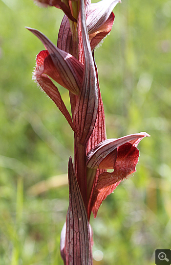 Serapias bergonii, Rionero Sannitico.