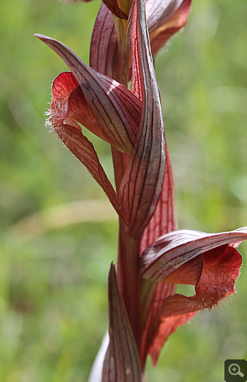 Serapias bergonii, Rionero Sannitico.