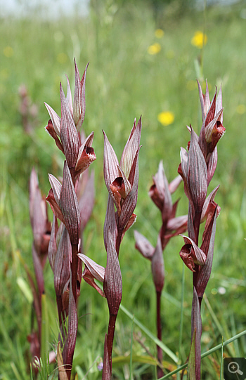 Serapias bergonii, Rionero Sannitico.