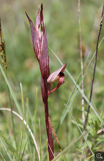 Serapias bergonii, Rionero Sannitico.