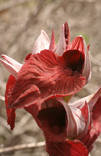 Serapias cordigera, Punta Negra.