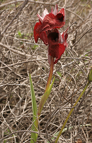 Serapias cordigera, Punta Negra.