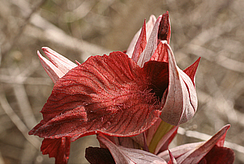 Serapias cordigera, Punta Negra.