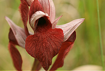 Serapias cordigera, at the SP 125.