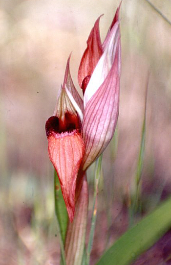 Serapias levantina, Larnaca.