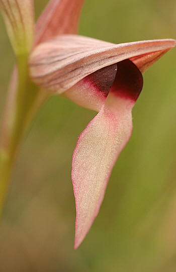 Serapias lingua, at the SP 125.