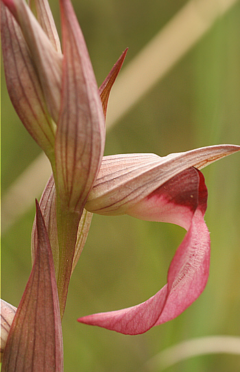 Serapias lingua, at the SP 125.