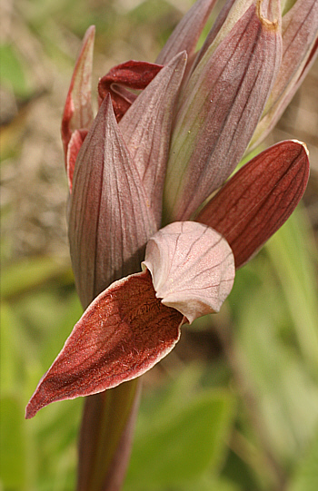 Serapias nurrica, Punta Negra.