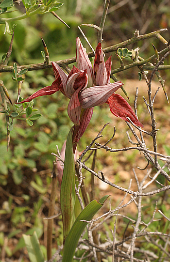 Serapias nurrica, Punta Negra.