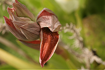 Serapias nurrica, Punta Negra.