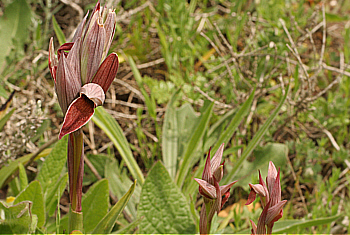 Serapias nurrica, Punta Negra, with Serapias parviflora.