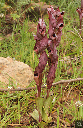 Serapias orientalis ssp. moreana, Monemvasia.