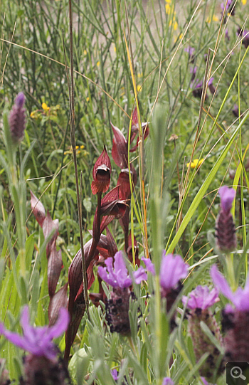 Serapias orientalis ssp. moreana, Monemvasia.