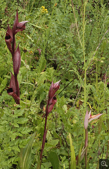 Serapias orientalis ssp. moreana, Monemvasia.