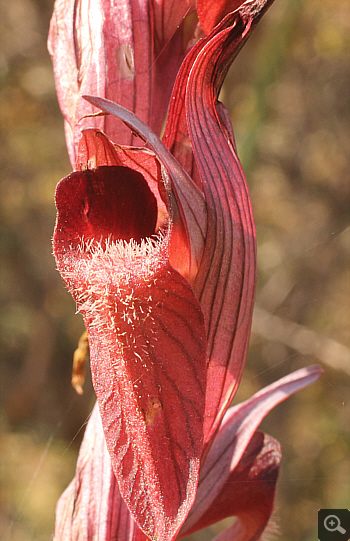 Serapias orientalis ssp. moreana, Mani.