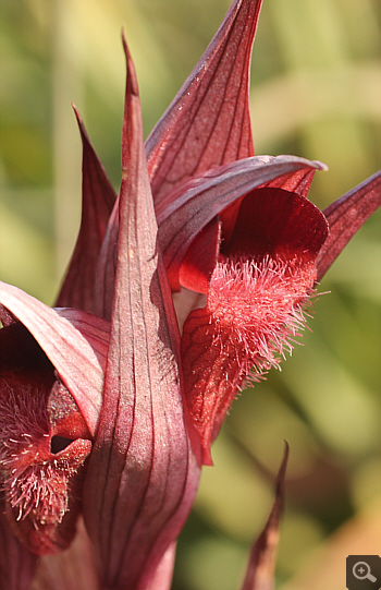 Serapias orientalis ssp. moreana, Mani.