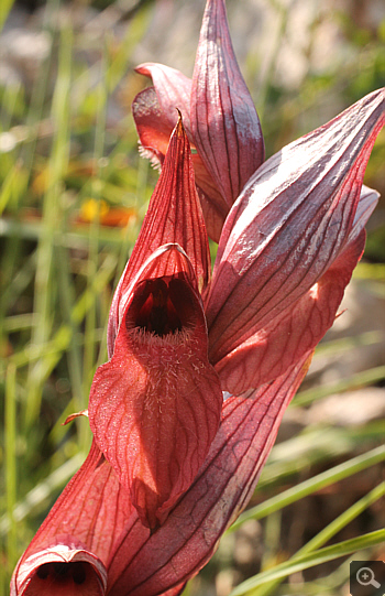 Serapias orientalis ssp. moreana, Mani.