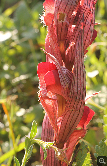 Serapias orientalis ssp. moreana, Mani.