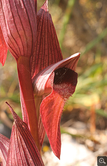 Serapias orientalis ssp. moreana, Mani.