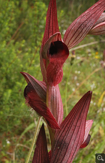 Serapias orientalis ssp. moreana, Monemvasia.