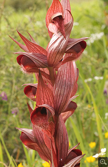 Serapias orientalis ssp. moreana, Ampelokipi.