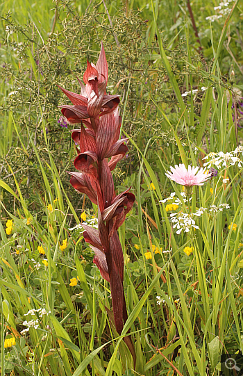 Serapias orientalis ssp. moreana, Ampelokipi.