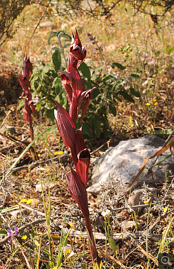 Serapias orientalis ssp. moreana, Mani.