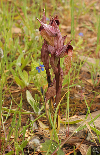 Serapias orientalis ssp. orientalis, Monemvasia.