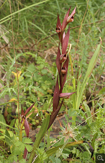 Serapias orientalis ssp. orientalis, Monemvasia.