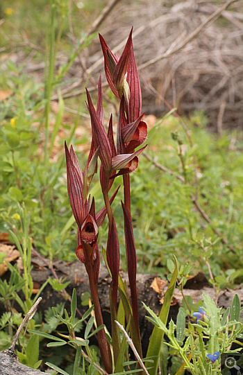 Serapias orientalis ssp. orientalis, Monemvasia.