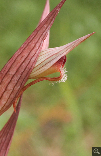 Serapias orientalis ssp. orientalis, Monemvasia.