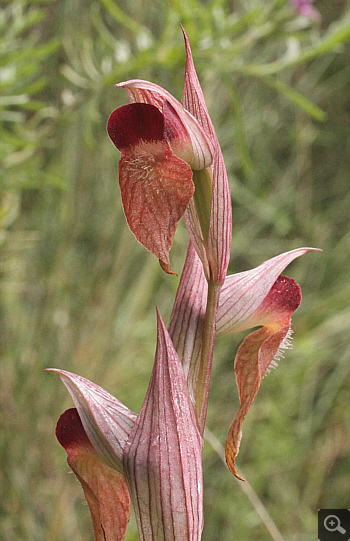 Serapias orientalis ssp. orientalis, Monemvasia.