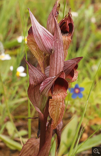 Serapias orientalis ssp. orientalis, Monemvasia.