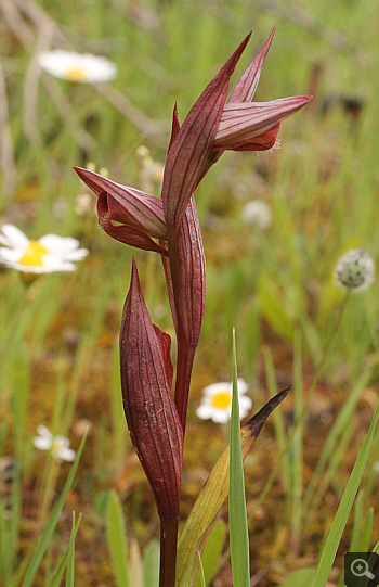 Serapias orientalis ssp. orientalis, Monemvasia.