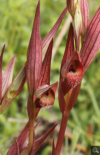 Serapias orientalis ssp. orientalis, Monemvasia.