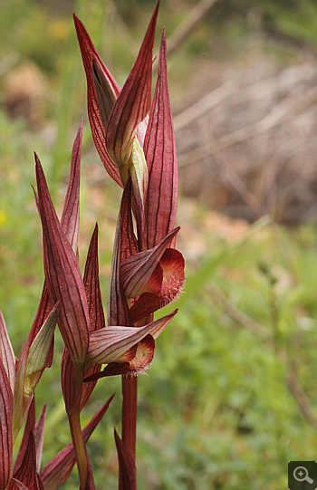 Serapias orientalis ssp. orientalis, Monemvasia.