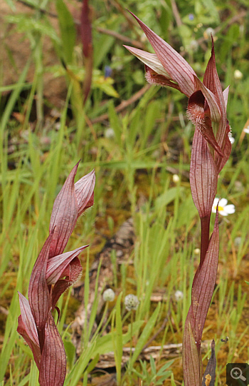 Serapias orientalis ssp. orientalis, Monemvasia.