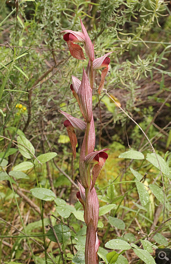 Serapias orientalis ssp. orientalis, Monemvasia.