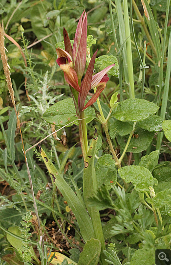 Serapias orientalis ssp. orientalis, Monemvasia.