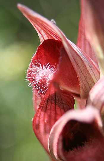 Serapias orientalis ssp. carica, Gennadio.