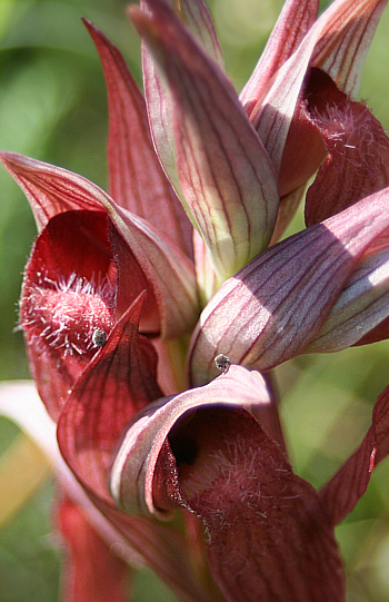 Serapias orientalis ssp. carica, Gennadio.