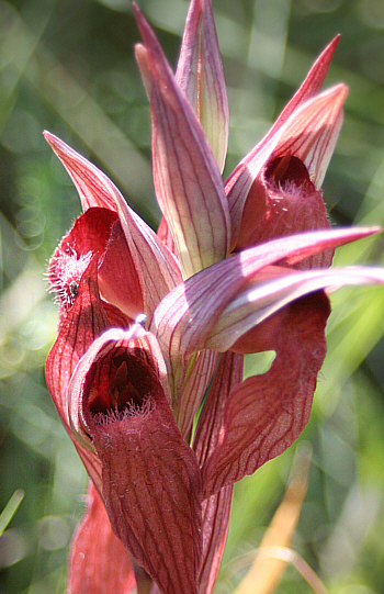 Serapias orientalis ssp. carica, Gennadio.