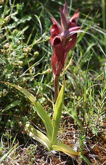 Serapias orientalis ssp. carica, Gennadio.