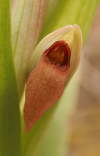 Serapias parviflora, Domusnovas.