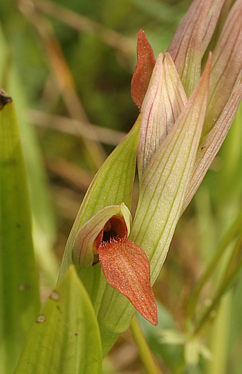 Serapias parviflora, Punta Negra.