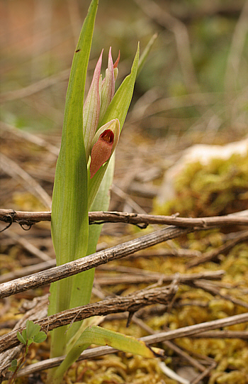 Serapias parviflora, Domusnovas.