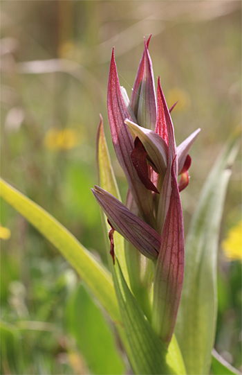 Serapias parviflora, San Lorenzo.