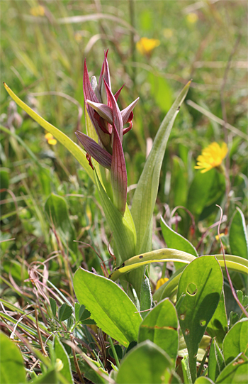 Serapias parviflora, San Lorenzo.