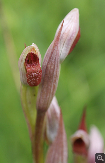 Serapias parviflora, Rionero Sannitico.